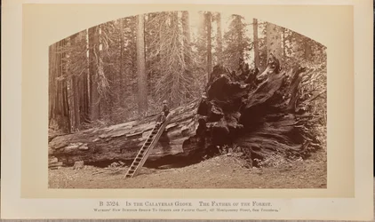 Dans le bosquet de Calaveras. Le père de la forêt