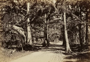 [Route à travers un bosquet de cyprès]