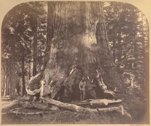 Section du Grizzly Giant, 33 pieds de diamètre, Mariposa Grove, Yosemite, No. 111