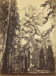 Sequoia gigantea - «Grizzly Giant» - Mariposa Grove