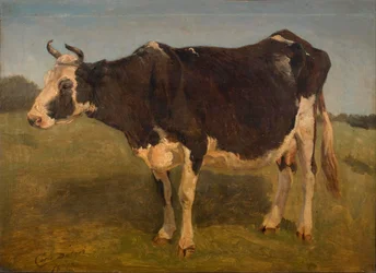 Vache noire et blanche debout. Étude.