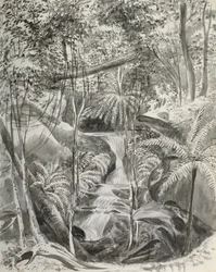 Étude de la jungle, 19ème siècle