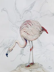 Flamant rose