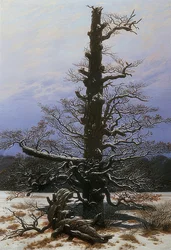 Chêne dans la neige