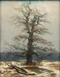 Chêne dans la neige