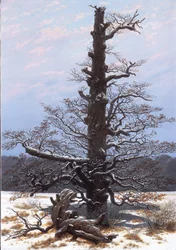 French : Le chêne dans la neige The Oaktree in the Snow