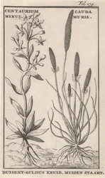 Petite centaurée et queue-de-souris. Centaurium Minus. Cauda Muris. Petite centaurée. Queue-de-souris (titre sur l
