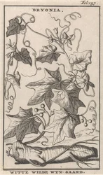 Bryone blanche (Bryonia / Witte Wilde Wyn-gaard)