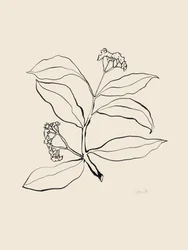 Dessin botanique au trait