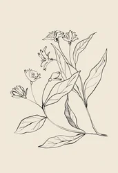 Dessin botanique délicat