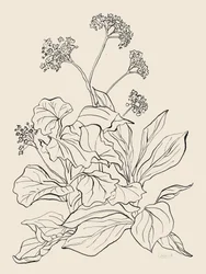 Élégant dessin botanique