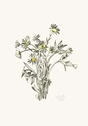 Croquis de marguerite fraîche