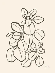 Dessin de feuilles en mode organique