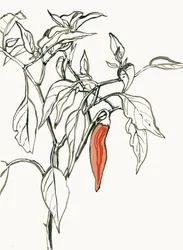 Dessin d