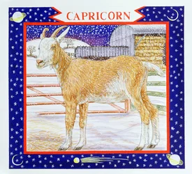 Capricorne