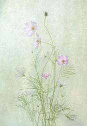 Fleurs délicates de cosmos