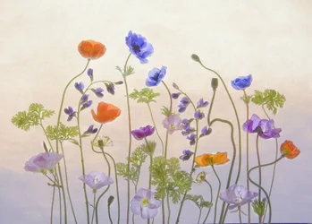 Fleurs d