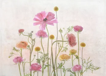 Renoncule rose pâle