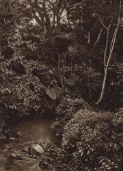 Mexique : Forêt près de Mirador, Panorama de forêt vierge (photo n/b)