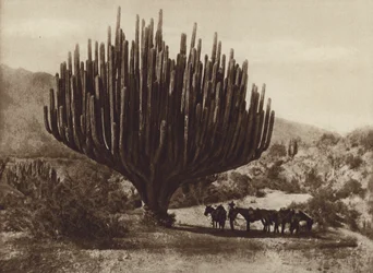 Mexique : Cactus en forme de chandelier, Oaxaca (photo n/b)