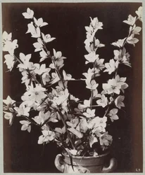 Étude de fleurs avec pot de Cologne