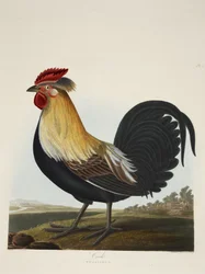 Coq, Phasianus, extrait d
