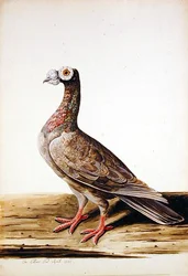 Un Tétras, Poule