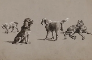 Études de chiens