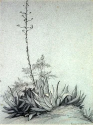 Yucca en fleurs
