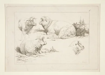 Étude de moutons