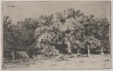Un coin de la forêt de Fontainebleau