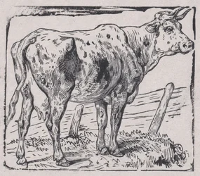 Une vache