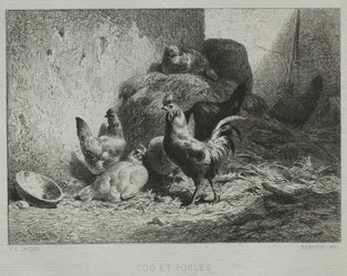 Coq et poules