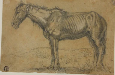 Cheval émacié (recto) ; Vue frontale d