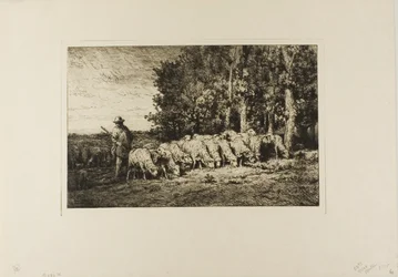 Troupeau de moutons au bord d