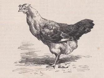 Poule française ordinaire, mauvaise pondeuse, du Magasin Pittoresque