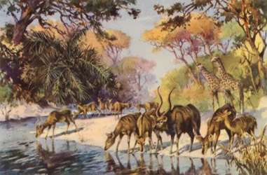 Afrique du Sud : Parc national Kruger, Transvaal
