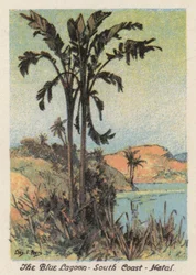 Afrique du Sud : Le Lagon Bleu, Côte Sud, Natal