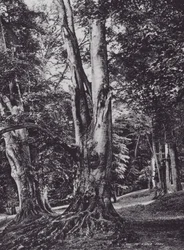 Une clairière dans le parc de Knole
