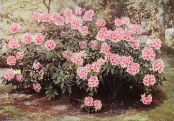 Rhododendron Pink Pearl, à "The Heights," Witley, la Résidence de Mme Farnham