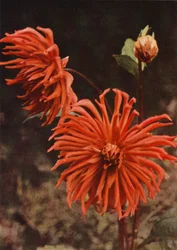 Le Dahlia Cactus "Brisbane"