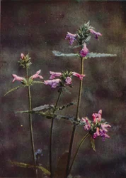 Fleurs sauvages : Bétoine