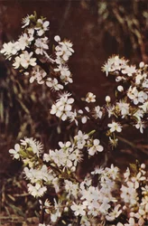 Fleurs sauvages : Prunellier