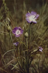 Fleurs Sauvages : Nielle des Blés