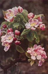 Fleurs sauvages : Pommier Sauvage