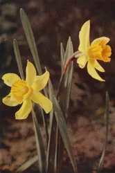 Fleurs sauvages : Jonquille
