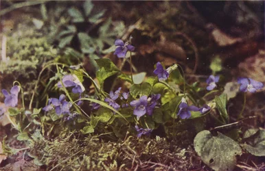 Fleurs sauvages : Violette des chiens