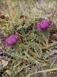Fleurs sauvages : Chardon Nain