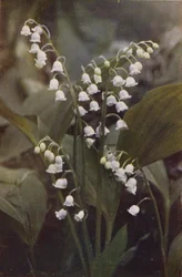 Fleurs sauvages : Muguet