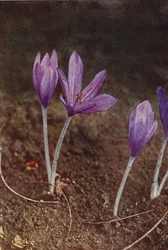 Fleurs Sauvages : Colchique des Prés